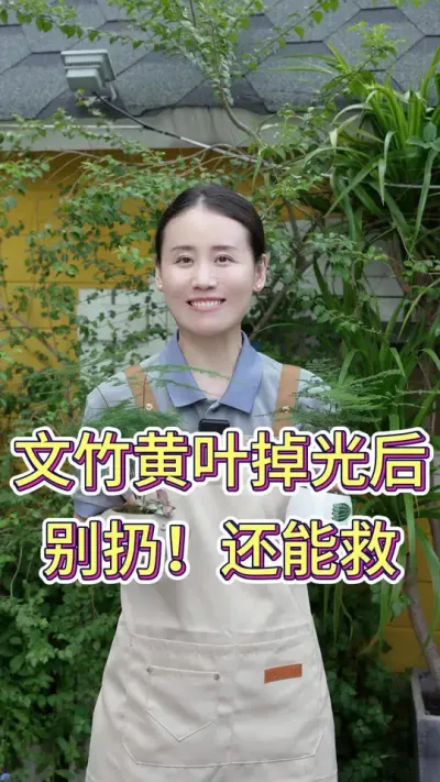 文竹黄叶掉光后，别扔！还能救#文竹 #文竹黄叶 #养花小知识 #养花人的乐趣 #花卉绿植