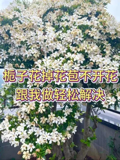 栀子花掉花苞不开花，跟我做轻松解决#栀子花养护 #栀子花 #花卉绿植 #养花小知识 #养花人的乐趣