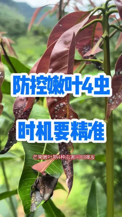 芒果嫩叶期4种虫同时爆发，该怎么办 #抖音新农人 #新农人计划 #杀虫保叶
