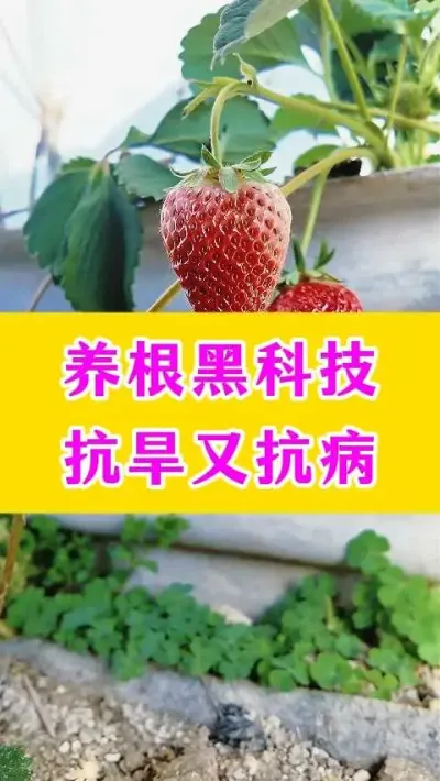 养根黑科技，抗旱又抗病#草莓种植 #农业种植 #农业技术 #种植小技巧 