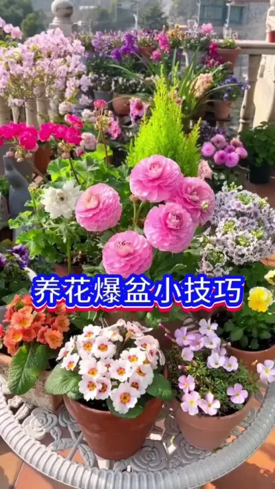 养花开爆盆的方法#养花小知识 #养花人的乐趣 #分享家庭养花知识 #英子园艺