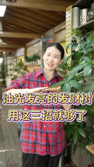 油光发亮的发财树，用这三招就够了#发财树养护 #发财树摆件 #花卉绿植 #养花小知识 #养花人的乐趣