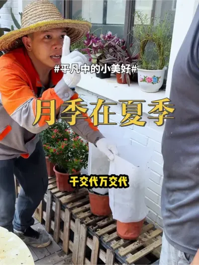 月季在夏季 #盆栽 #月季 #夏天养花 月季在夏季是比较麻烦的，夏天盆栽要做好预防