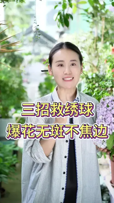 三招救绣球，爆花无斑不焦边#绣球花 #绣球花的快乐 #养花人的乐趣 #养花小知识 #花卉绿植