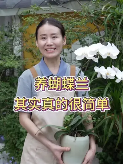 养蝴蝶兰其实真的很简单#蝴蝶兰 #蝴蝶兰养护 #养花小知识 #花卉绿植 #养花人的乐趣