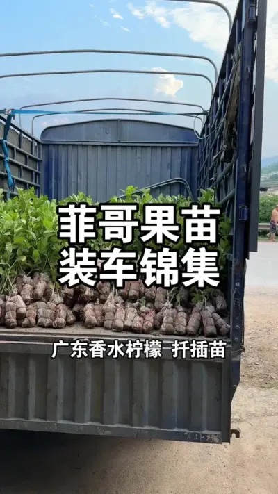 菲哥果苗装车锦集实拍，每一次装车，都是因为品质保证和贴心服务 #果树苗 #广东香水柠檬 #白心番石榴