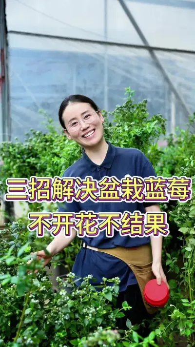 三招解决盆栽蓝莓不开花不结果#蓝莓 #蓝莓种植 #养花小知识 #养花我是认真的 #花卉绿植