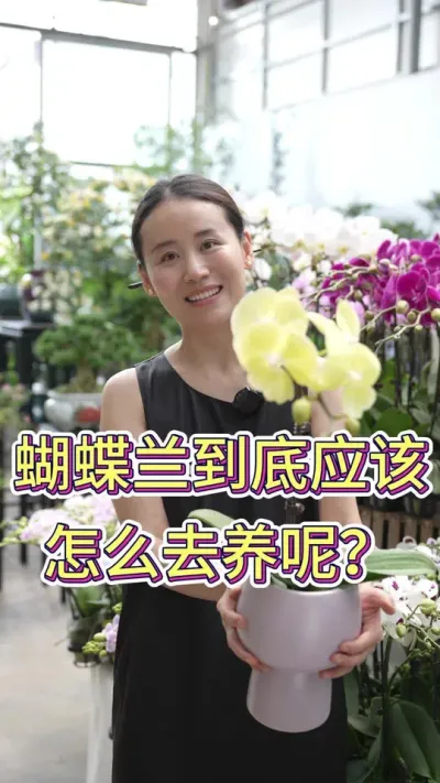蝴蝶兰到底应该怎么去养呢？#蝴蝶兰养护 #蝴蝶兰花 #养花小知识 #养花人的乐趣 #花卉绿植