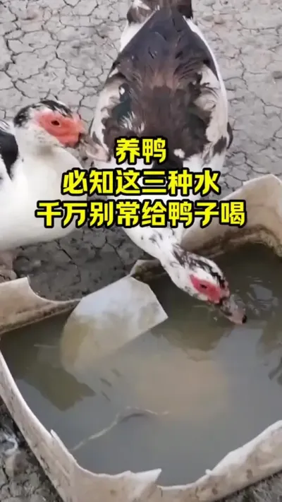 养鸭必知，这三种水千万不能，常给鸭子喝#抖音三农#养鸭#养殖