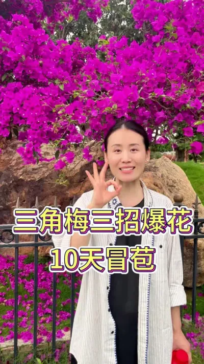 三角梅三招爆花，10天冒苞#三角梅#养花我是认真的 #花卉绿植 #养花小知识 #养花人的乐趣