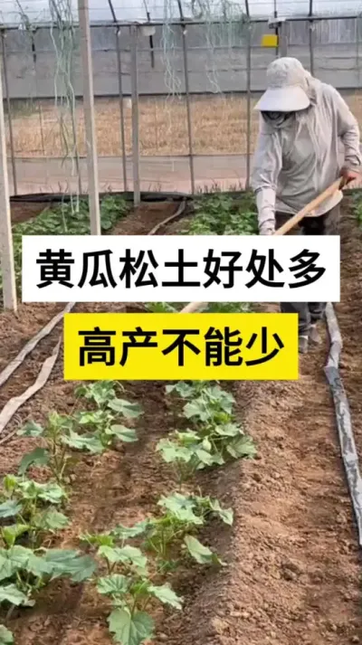 黄瓜松土好处多，高产不能少 #黄瓜种植 #黄瓜 #划锄 #农业种植技术 #服务三农支持三农