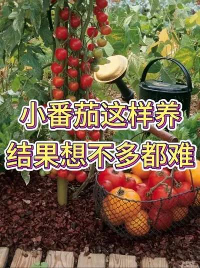 小番茄这样养，结果想不多都难#小番茄 #番茄种植 #花卉绿植 #养花小知识 #养花人的乐趣