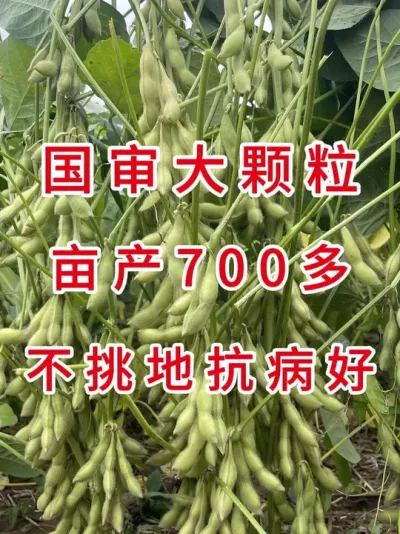 抗病好不挑地，今年一定要试试这个品种1 #三农 #三农流量扶持计划 #大豆种植 #抖音助农 #产量特别高