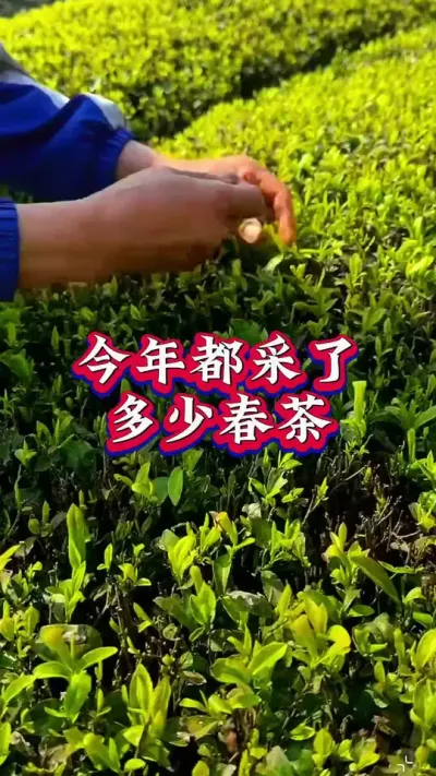 #茶人茶事茶生活 #茶树种植技术与管理 #茶 #助力三农增产增收  你的春茶结束了吗