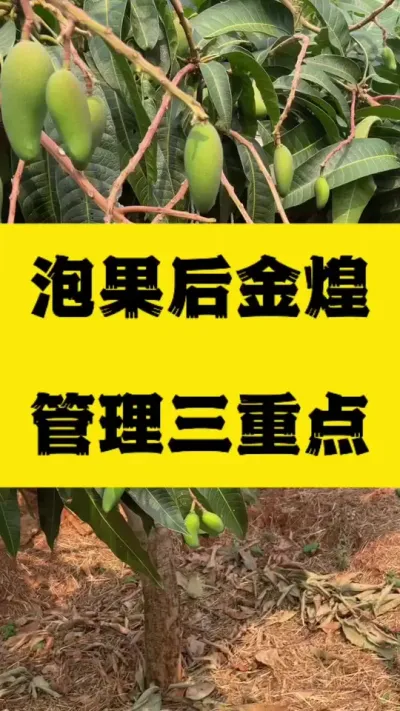 金煌无胚果泡完后管理要点，3个细节决定果价高低 #拉长膨大靓果技术#果树种植 #金煌芒