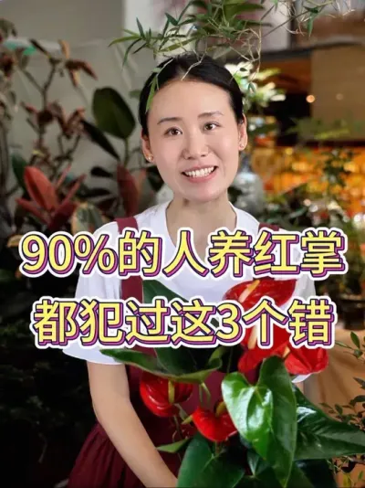 90%的人养红掌都犯过这3个错#红掌 #红掌盆栽 #红掌养护 #养花小知识 #花卉绿植