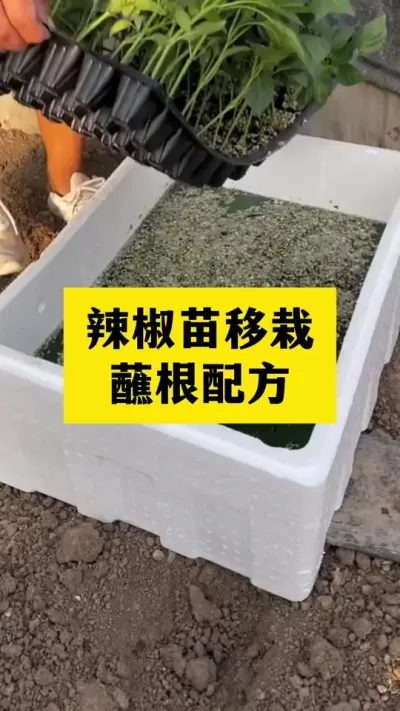 辣椒苗移栽蘸根配方#辣椒苗 #种植 #种植小技巧 #三农种植