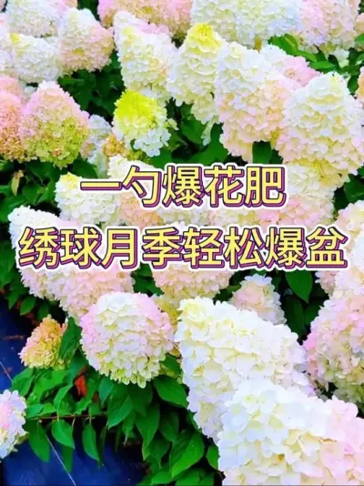 һױ¼ɱ# #С֪ʶ #