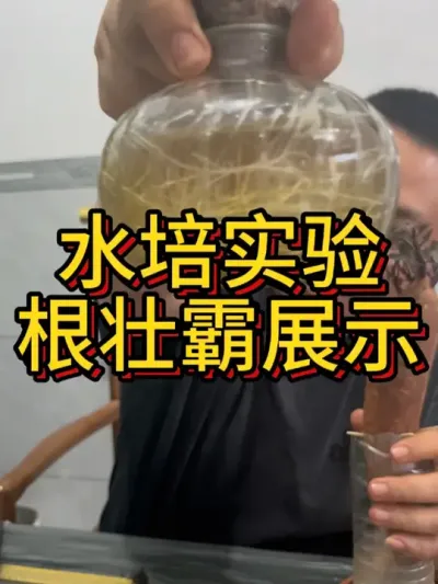 水培实验的展示，自己都难以置信#农业种植 #红薯种植 #红薯种植技术 #节点施肥 #根壮霸