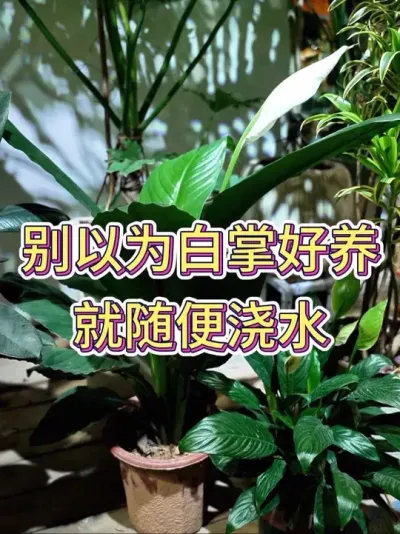 别以为白掌好养就随便浇水#白掌 #白掌又叫一帆风顺 #养花小知识 #白掌养护知识 #花卉绿植