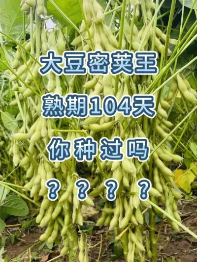 不炸荚宜机收， 密荚高产王 ，你喜欢吗 #三农流量扶持计划 #抖音助农 #产量特别高 #大豆种植 #农业种植