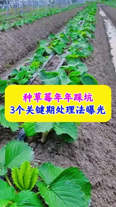 种草莓年年踩坑，3个关键期处理法曝光#草莓种植 #草莓管理 #种植小技巧 #农业种植 #dou上热门 @DOU+小助手