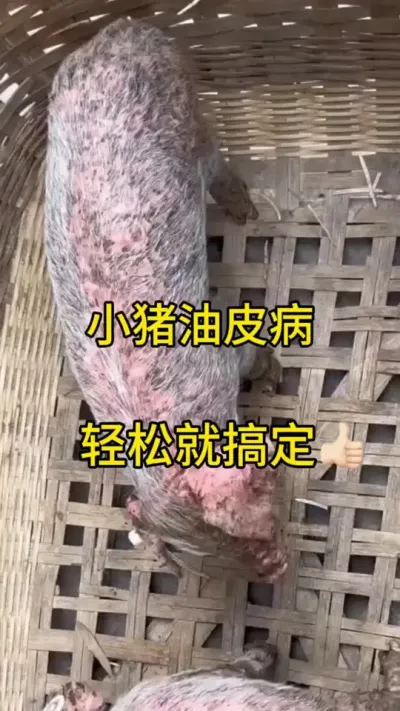 #养猪人 #自繁自养 #自家养殖 #养猪人的日常生活 #养猪人加油干