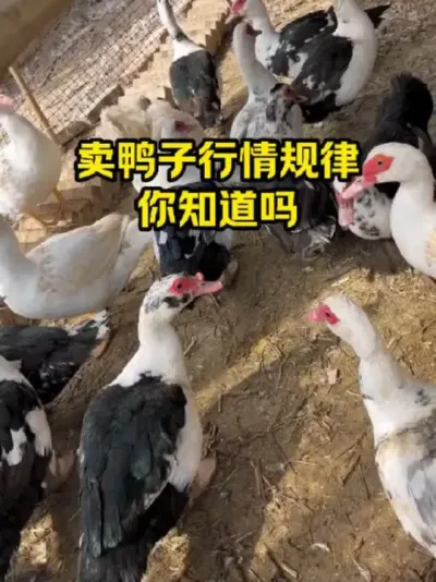 卖鸭的行情规律，你知道吗#三农#养鸭#养殖
