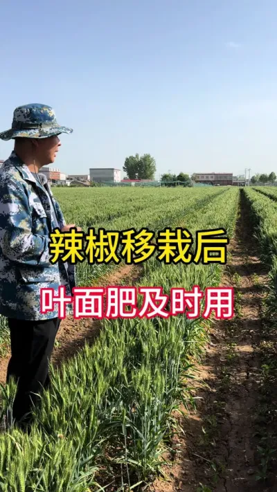 种辣椒使用叶面肥的好处#农业种植 #辣椒高产 #辣椒种植技术