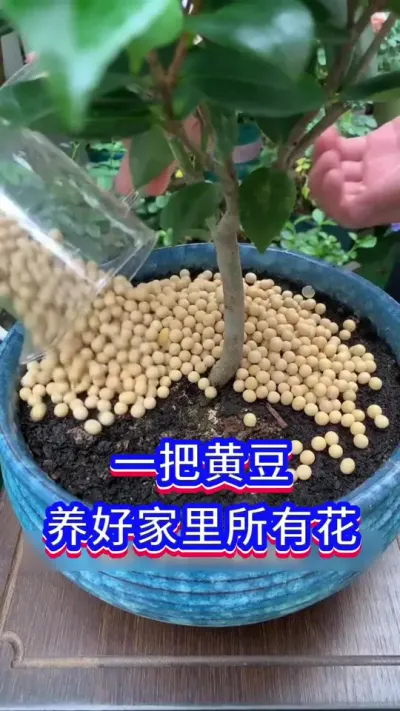 黄豆养花小技巧#爱生活爱养花 #养花小知识 #花卉绿植