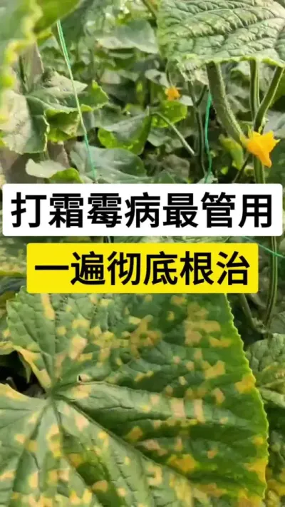 打霜霉病最管用，一遍彻底根治 #黄瓜种植技术 #黄瓜高产种植 #黄瓜种植 #黄瓜霜霉病 #服务三农支持三农