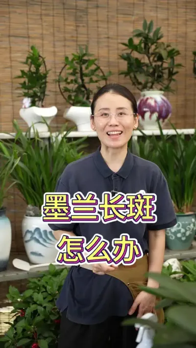 墨兰长斑怎么办？#墨兰 #墨兰花开 #养花小知识 #养花人的乐趣 #花卉绿植