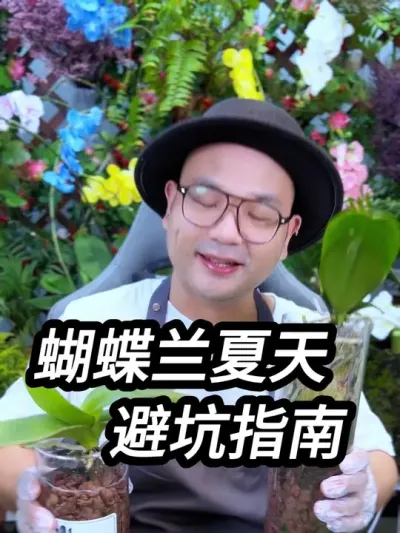蝴蝶兰夏季养护技巧 蝴蝶兰如何安全度夏，用这个方法，真的是太适合这个夏天了，完美的避免了烂根和烂叶#蝴蝶兰 #兰花 #养花小知识