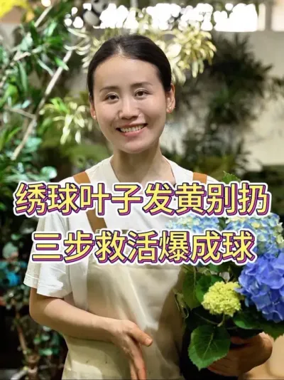 绣球叶子发黄别扔，三步救活爆成球#绣球 #绣球花 #绣球养护 #养花小知识 #花卉绿植