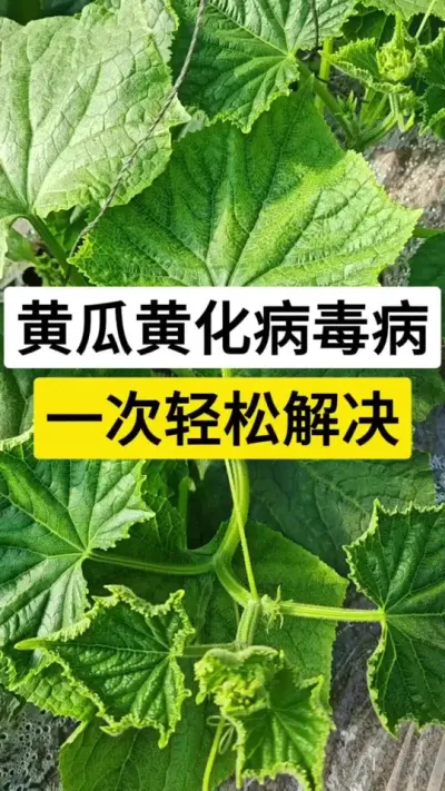黄瓜黄化病毒病，一次轻松解决 #黄瓜种植 #黄瓜种植技术 #病毒病 #病虫害防治 #服务三农支持三农