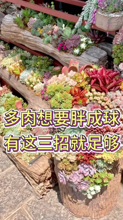 多肉想要胖成球，有这三招就够了#多肉养护 #多肉种植基地 #花卉绿植 #养花修心 #养花小知识