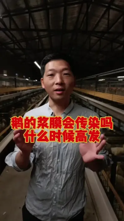 鹅的浆膜炎会不会传染？什么时候高发？该怎么快速控制？#鹅浆膜炎  #养鹅技术分享 #鹅苗 #狮头鹅 #养鹅人