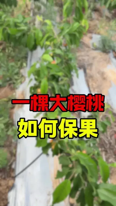 一棵大樱桃如何座果保果#大樱桃种植管理 #车厘子大樱桃#美早樱桃 #果树管理