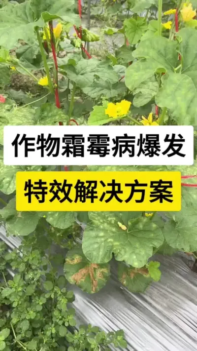 作物霜霉病爆发，特效解决方案 #黄瓜种植技术 #黄瓜种植技巧 #黄瓜高产种植 #黄瓜霜霉病 #服务三农支持三农