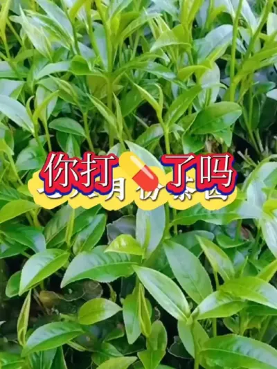 #԰ #ݪֲ # #ũũ #ѿ²԰ô