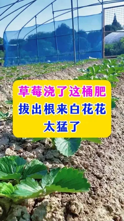 草莓浇了这桶肥，拔出根来白花花太猛了#草莓种植 #农业种植 #农业技术 #种植小技巧 
