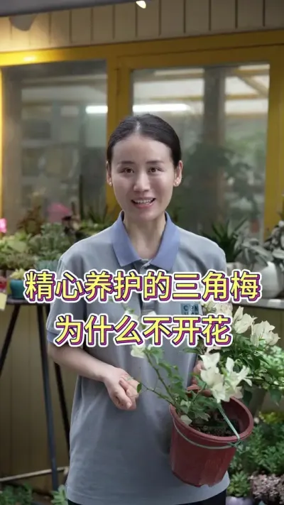 精心养护的三角梅为什么不开花？#养花小知识 #养花人的乐趣 #花卉绿植 #三角梅拍照 #三角梅养护