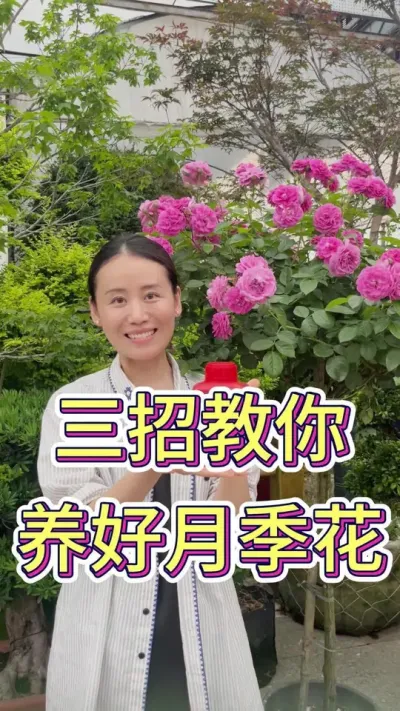三招教你养好月季花#月季 #月季养护 #养花人的日常 #花卉绿植盆栽 #养花我是认真的