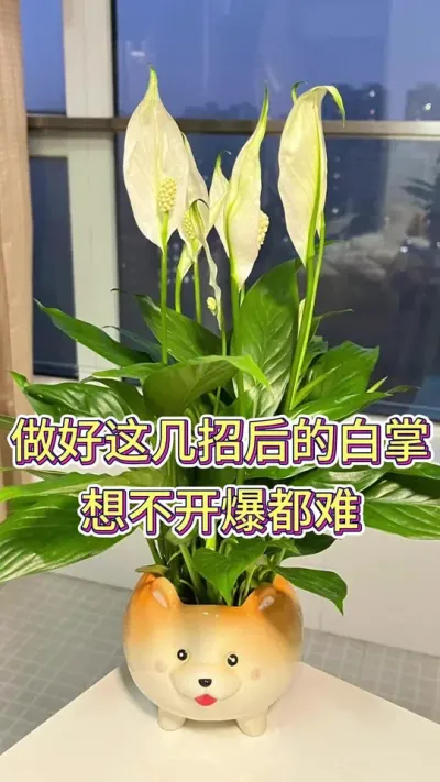 做好这几招的白掌，想不开爆都难#白掌养护知识 #白掌养护 #养花小知识 #养花人的乐趣 #花卉绿植