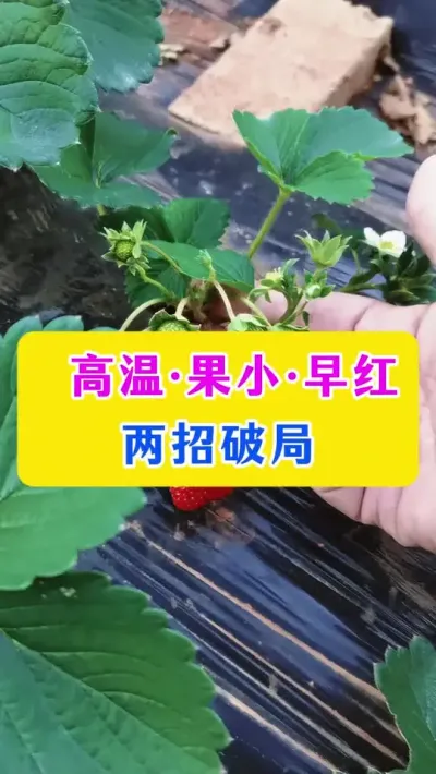 高温果小早红，两招破局#草莓种植 #种植小技巧 #农业种植技术 #dou上热门 @DOU+小助手