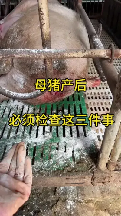 #养猪人养猪技术 #三农养猪 #自家养殖 #猪#养猪人