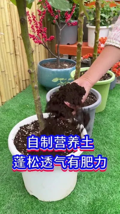 家庭自制营养土#养花小知识 #分享家庭养花知识 #英子园艺