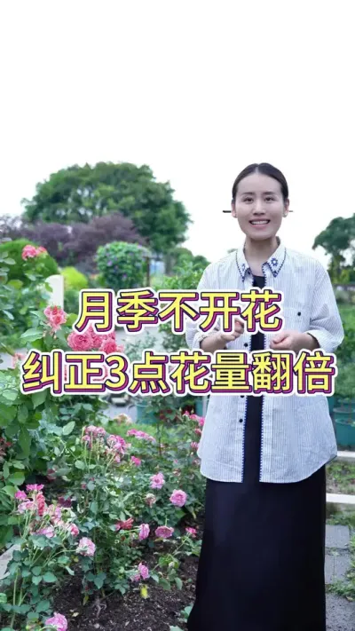 月季不开花，纠正3点花量翻倍#月季#月季养护 #花卉绿植 #养花人的乐趣 #养花小知识