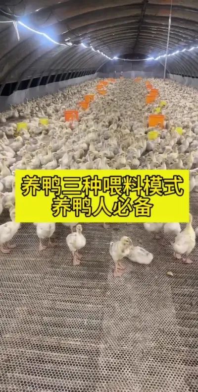 #养鸭人 #肉鸭养殖 #养鸭技术 #禽病防治 #养殖