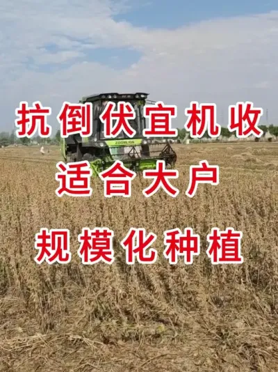 高产新品种增产稳收，亩产700不是梦! #三农流量扶持计划 #抖音助农 #大豆种植 #产量特别高 #农业种植